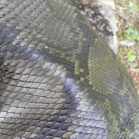 Gucci Greenwich Handbag Tote Python Leather - Picture 9 of 16